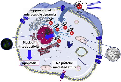 Graphical Abstract